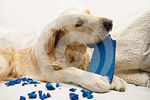 Golden retriever puppy dog destroying or biting shoes or flip flops lying on a sofa. Separation anxiety disorder concept