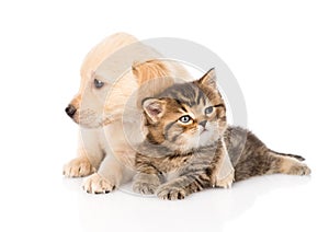 Golden retriever puppy dog hugging british cat. isolated on whit