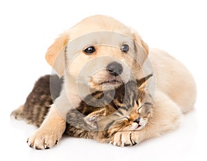 Golden retriever puppy dog hugging sleeping british cat. isolated