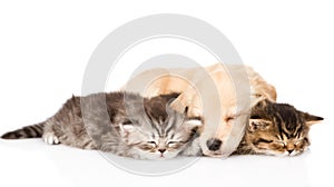 Golden retriever puppy dog sleep with two british kittens. isolated