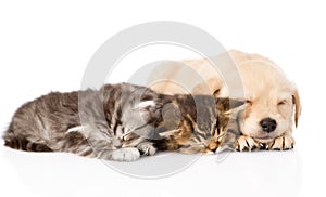 Golden retriever puppy dog sleep with two british kittens. isolated