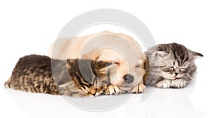 Golden retriever puppy dog sleep with two british kittens. isolated