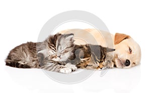 Golden retriever puppy dog sleep with two british kittens. isolated