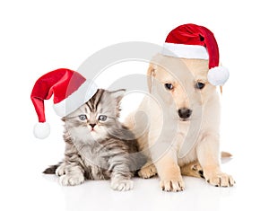 Golden retriever puppy dog and tabby cat with red christmas hats sitting together. isolated on white background