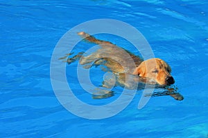 Golden Retriever Puppy Exercise in Swimming Pool