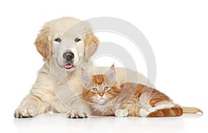 Golden Retriever puppy and ginger kitten