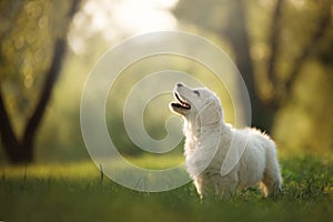 Golden retriever puppy on the grass. dog walking in the park