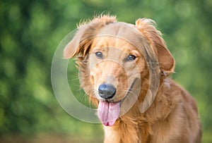 A Golden Retriever puppy with a happy expression