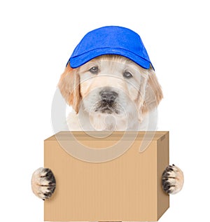 Golden retriever puppy in hat laborer delivering a big package. isolated on white background