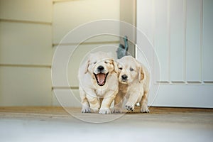 Golden retriever puppy at home. Dog in the interiors. Pet indoors