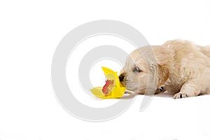 Golden retriever puppy isolated with orchid