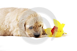 Golden retriever puppy isolated with orchid