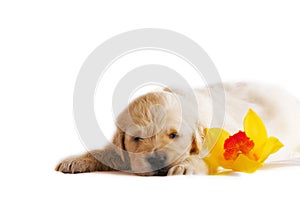 Golden retriever puppy isolated with orchid