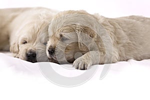 Golden retriever puppy isolated on white backgroun