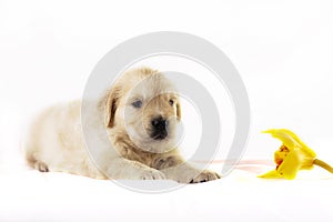 Golden retriever puppy isolated on white backgroun