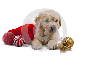 Golden retriever puppy isolated on white with chri