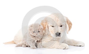 Golden retriever puppy and kitten lying together. isolated on white background