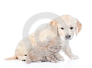 Golden retriever puppy and kitten sitting in side view together. isolated on white background