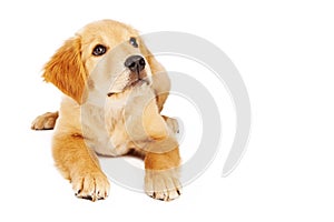 Golden Retriever Puppy Laying Down and Looking Up