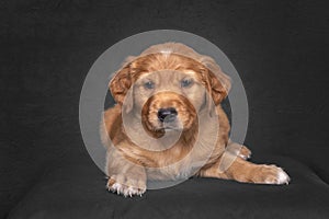 Golden Retriever Puppy laying down in a studio portrait with black fine art background