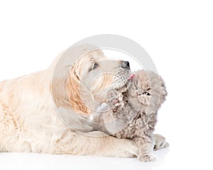 Golden retriever puppy licking a small kitten. isolated on white background