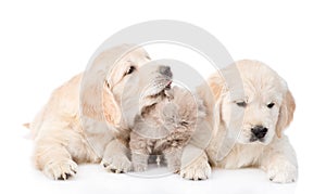 Golden retriever puppy licking a small kitten. isolated on white background