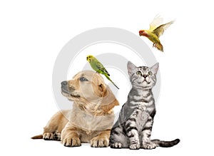Golden retriever puppy lying with a Parakeet perched on its head photo