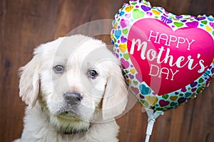 Golden Retriever Puppy On Mother`s Day