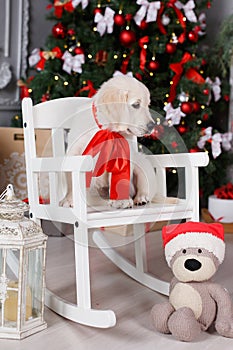 A Golden Retriever puppy near Christmas tree