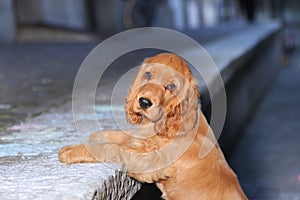 Golden retriever puppy playing in outdoors. Golden brown. Copy s