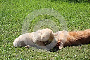Golden retriever puppy plays with mother
