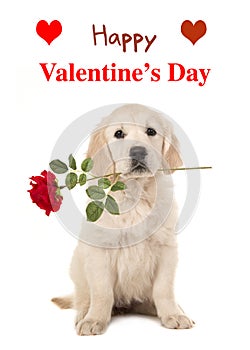 Golden retriever puppy with a red rose and Happy Valentine`s Day
