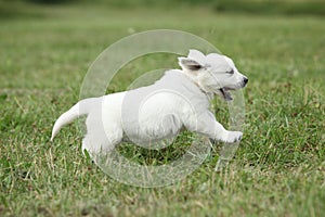 Golden retriever puppy running