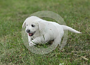 Golden retriever puppy running