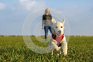 Golden retriever puppy running towards the camera
