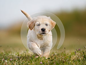 Golden retriever puppy running towards camera