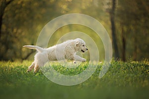 Golden Retriever puppy runs on grass and plays.