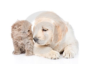 Golden retriever puppy with scottish kitten. isolated on white background