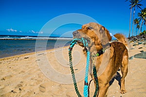 Golden retriever puppy on the shore beach photo