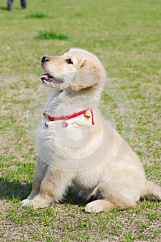 Golden retriever puppy sit