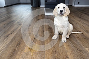 A golden retriever puppy sits scolded near a pee stain on modern waterproof vinyl panels in the living room of the home.