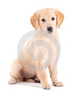 Golden Retriever puppy sitting