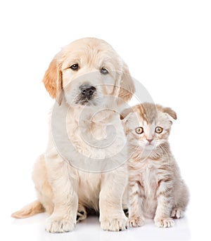 Golden retriever puppy sitting with a kitten. isolated on white background