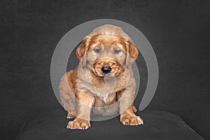 Golden Retriever Puppy sitting in a studio portrait with black fine art background