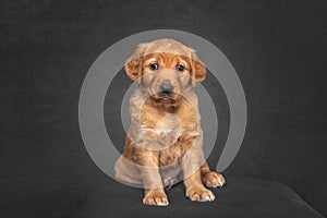 Golden Retriever Puppy sitting in a studio portrait with black fine art background