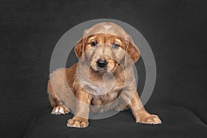 Golden Retriever Puppy sitting in a studio portrait with black fine art background