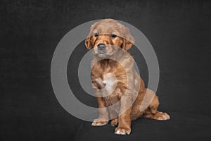 Golden Retriever Puppy sitting in a studio portrait with black fine art background