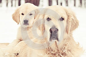 Golden retriever and puppy sitting in winter forest