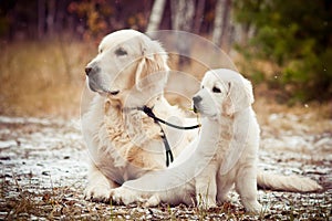 Golden retriever and puppy sitting in winter forest