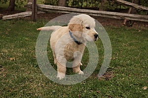 Golden retriever puppy sneaks under fence